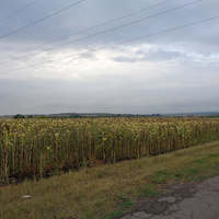 Село Вяжля, поле подсолнуха, слева вдалеке парки села Софьинки и Мары дворян Боратынских, справа в низине - Новая Деревня и Баклуша
