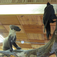 Экспонаты музея природы и истории лесоводствав Лисино-Корпус