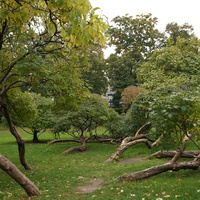 Лежачие деревья, Александровский Сад