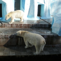 В Новосибирском зоопарке. Белые медведи.