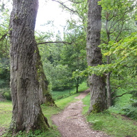 Тойла. Ору-парк. Аллея Берлинских тополей