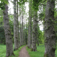 Тойла. Ору-парк. Аллея Берлинских тополей