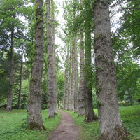 Тойла. Ору-парк. Аллея Берлинских тополей