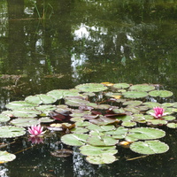 Тойла, Ору-парк. Дендрарий