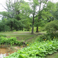 Тойла, Ору-парк. Дендрарий