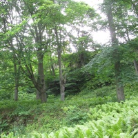 Тойла, Ору-парк. Дендрарий