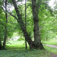 Тойла, Ору-парк. Дендрарий