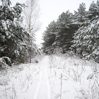 Первая лыжня