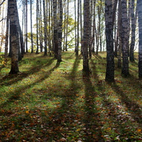 Лес на месте Иванова городища.