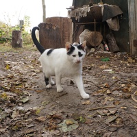 Михайловка