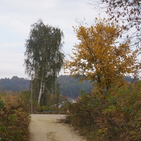 Павловая улица