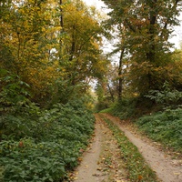 Лес, дорога на часовню
