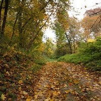 Лес, дорога на часовню
