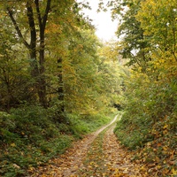 Лес, дорога на часовню