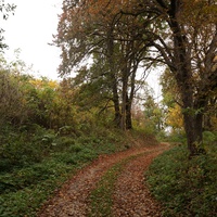 Лес, дорога на часовню