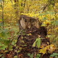 Муравейник