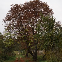 Цветущий осенью каштан у часовни