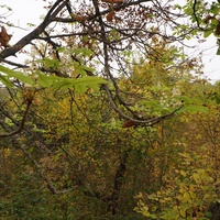 Цветущий осенью каштан у часовни