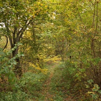 Лес на горе