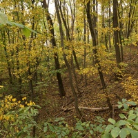 Лес на горе