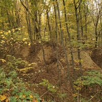 Лес на Лысохе