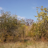 Яблоневый сад