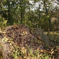 Муровейник