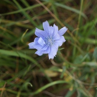 Осенний цветок