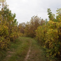 Михайловка, Западня