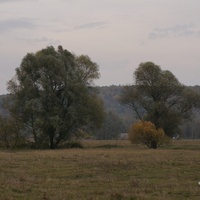 Михайловка, луг