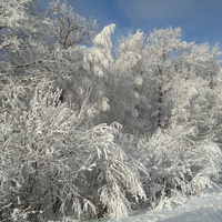 Белая береза Под моим окном Принакрылась снегом, Точно серебром.