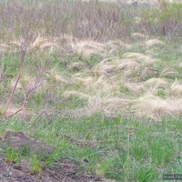 ковыл-трава