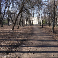 Алея в Петровском парке.