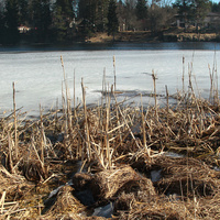 Река Оредеж