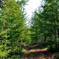 Лиственничный лес на северном берегу байкальсого острова Ольхона.