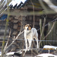 Еще один местный житель (собака Медведской Нины Антоновны)