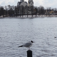 Сестрорецк.