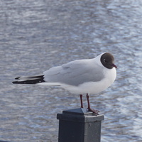 Морская чайка.