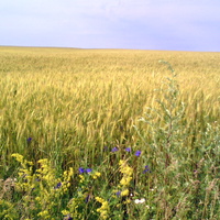 Пшеничное море