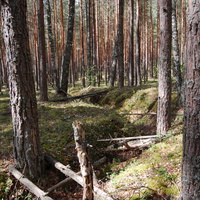Окопы в лесу около деревни