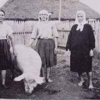Свинарки, початок 50 років. Колгосп в центрі села.