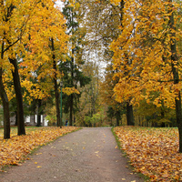 Дворцовый парк