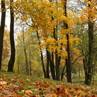 Дворцовый парк