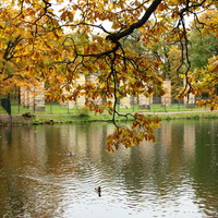 Дворцовый парк. Пруд Ковш.