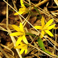 Гусиный лук, или Гагея жёлтая (лат. Gagea lutea)