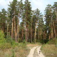 Дорога в село Кирзять (Ульяновская область)