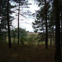 В лесу возле Пуркаева