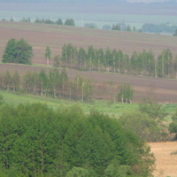 Вид на луг хутора Выдрин. Стройные березки. фото Семенихина Г.А.