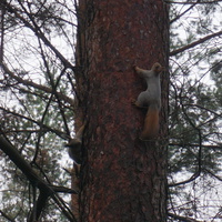 В сквере Чернобыльцев.