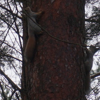 Белки в сквере Чернобыльцев.